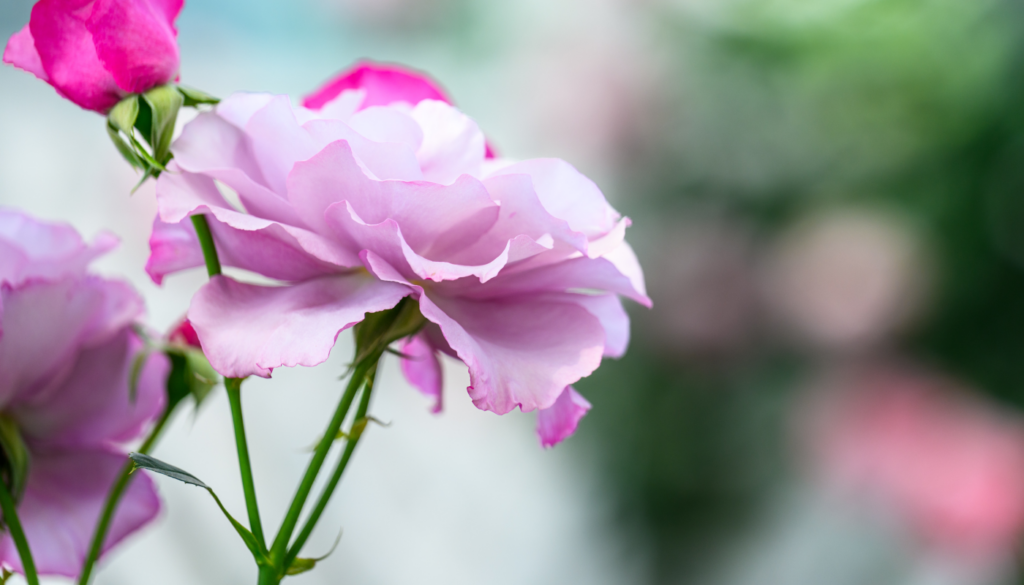 ディオールフレグランスのその他のコレクション