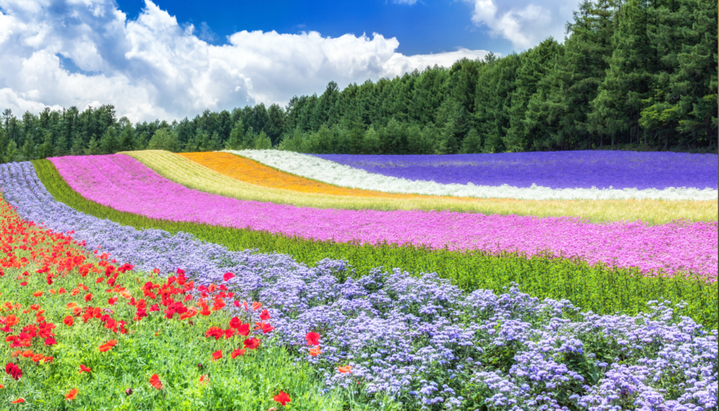 Q. フリージアは天然の香りなの?