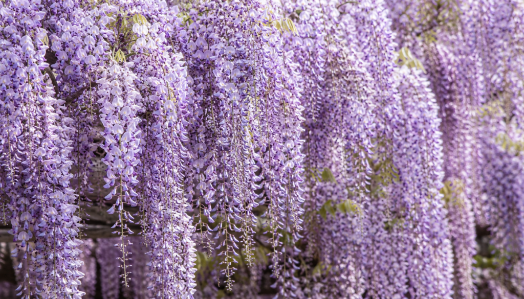 藤の花の香り