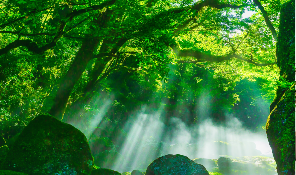 森林浴のような世界観がある