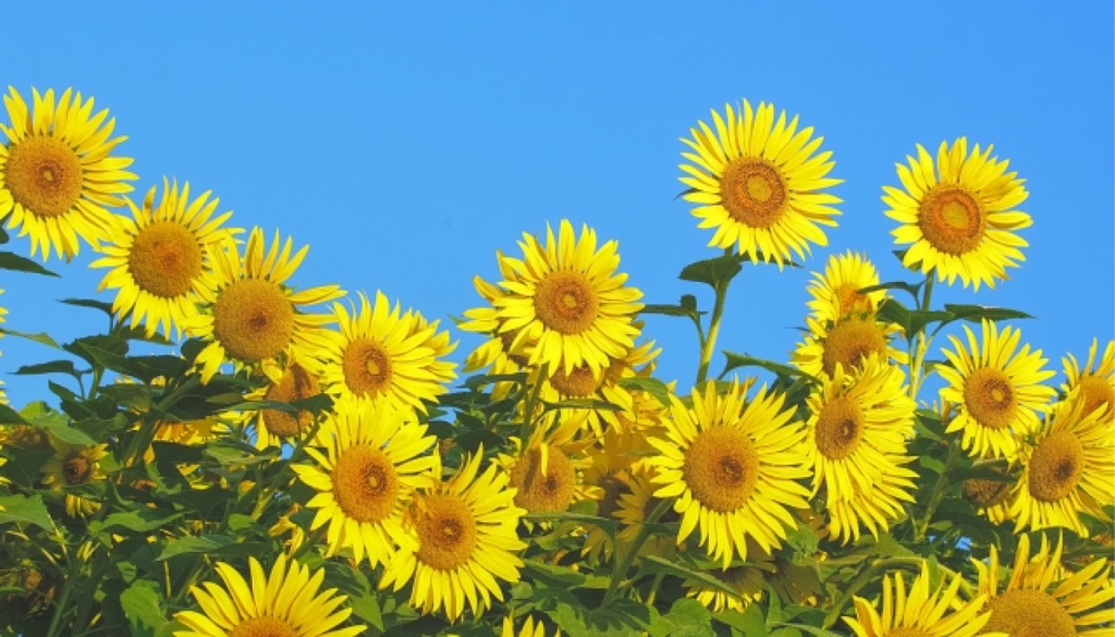 夏に使うならどんなウッディがよい?