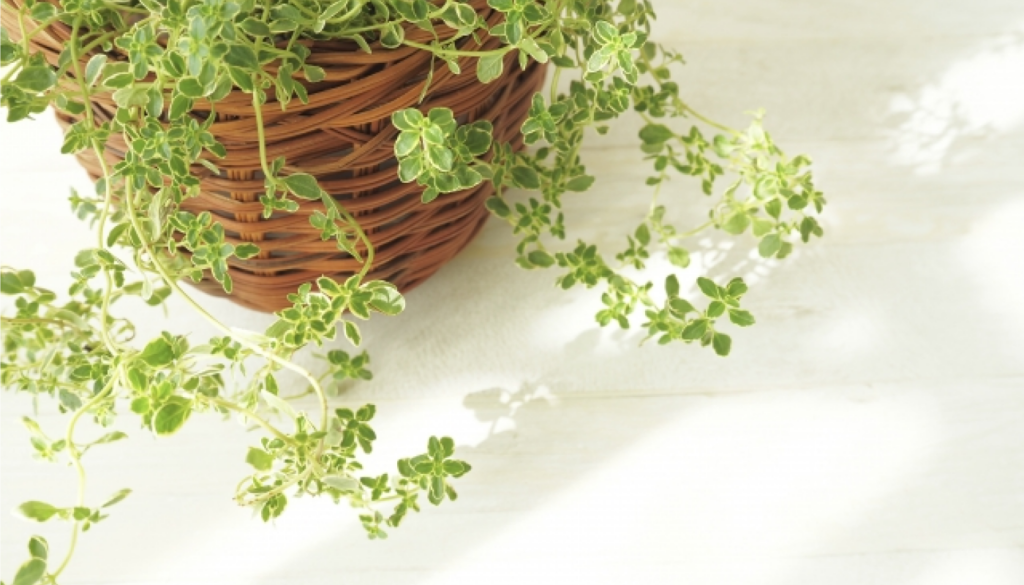 ハーブの清潔感が好き