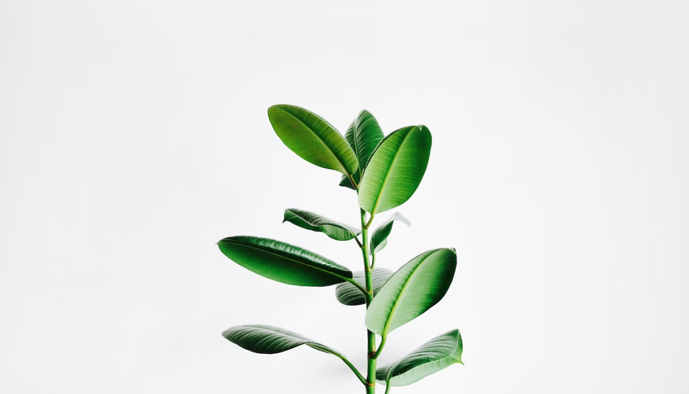 厳選された植物原料から香りを抽出