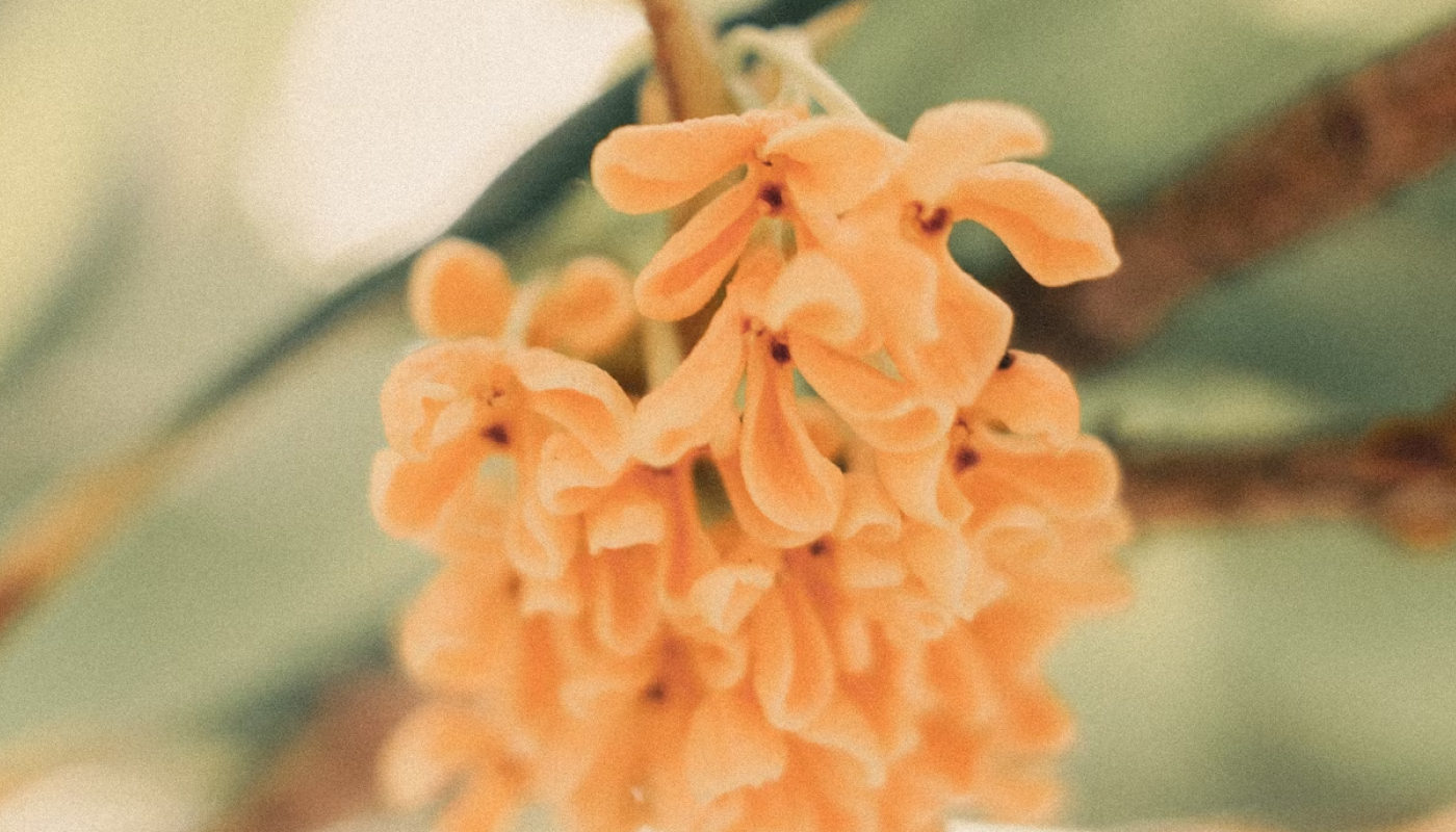 キンモクセイ花エキスで本物に近い香りを再現♡