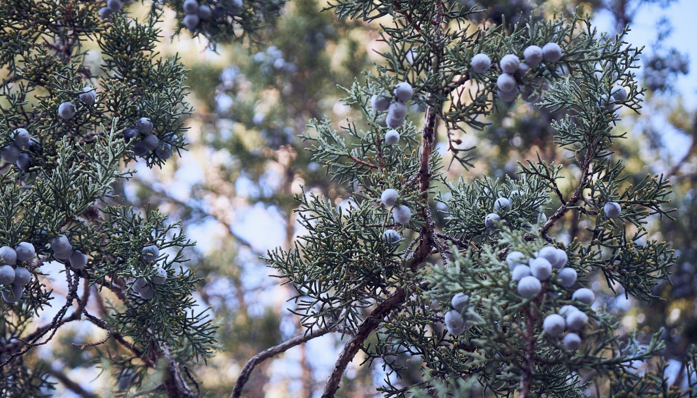 ジュニパーベリーとは？