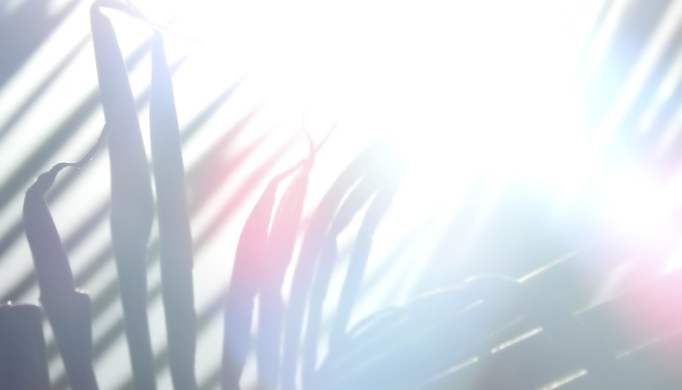 ポイント④日光の当たりやすい部位は避ける