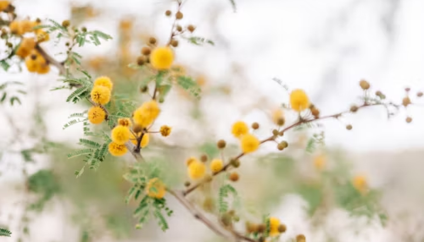 ミモザの花言葉とイメージ