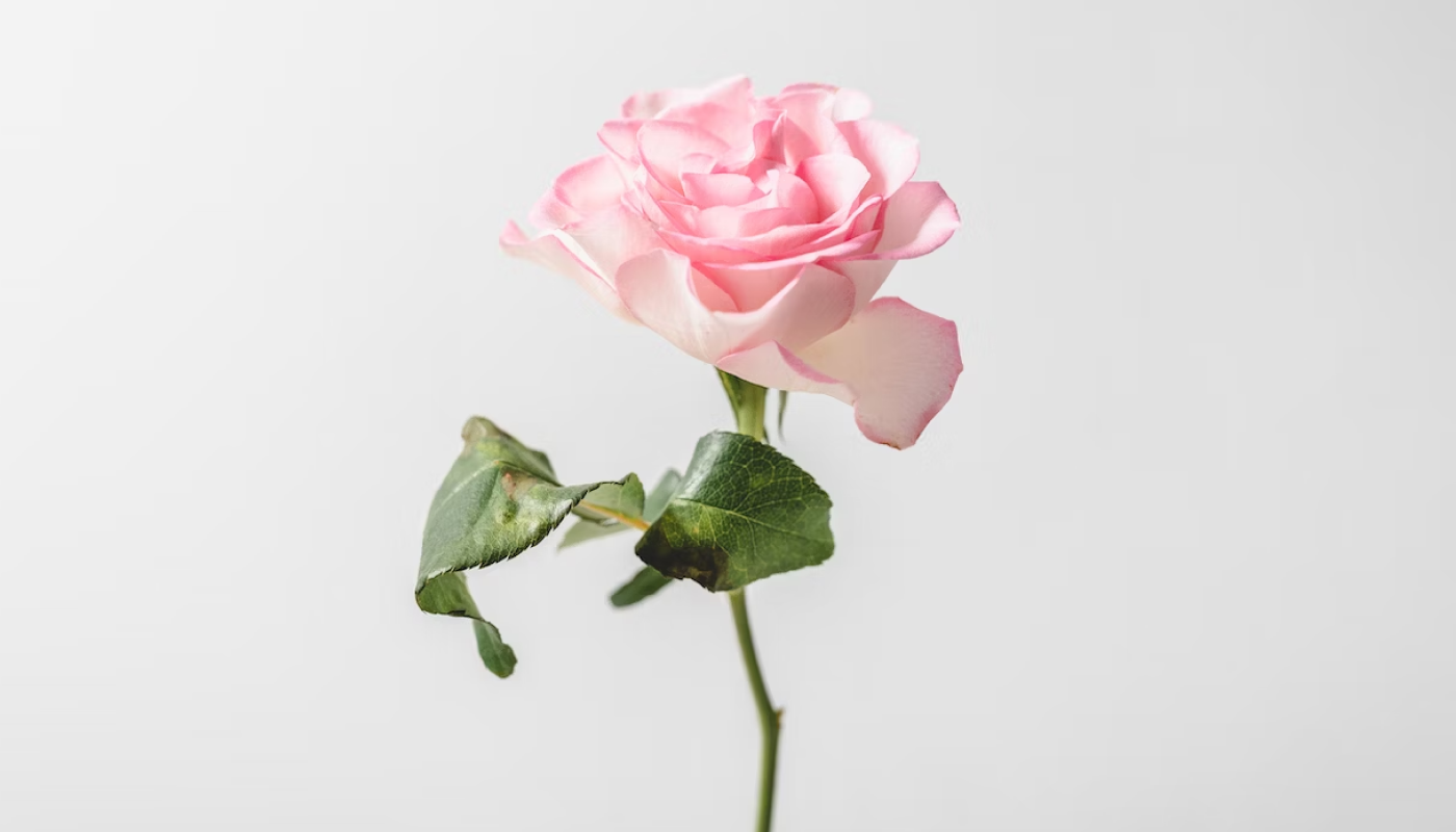 ①好きな香りが含まれた香水を選ぼう♡