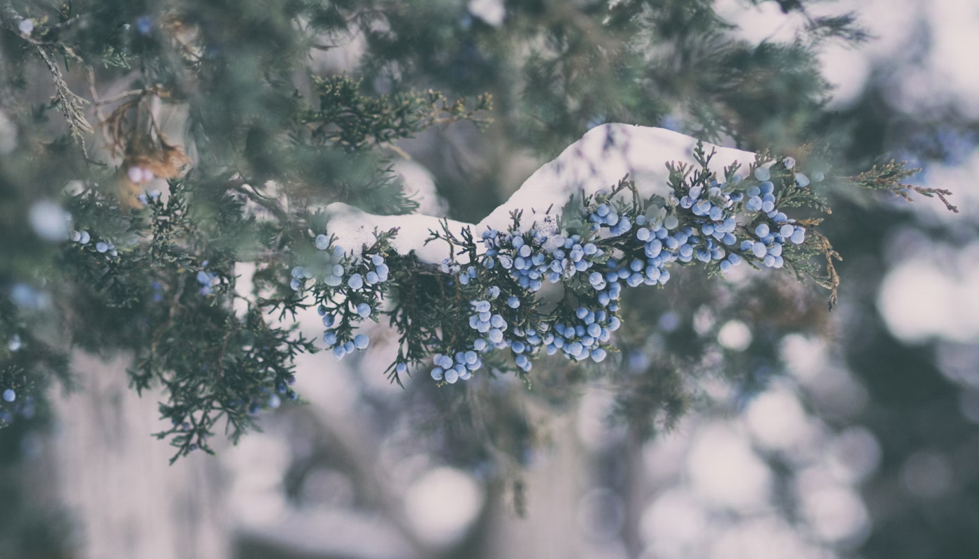 控えめな甘い果実の香りが優しく穏やかな印象を♡