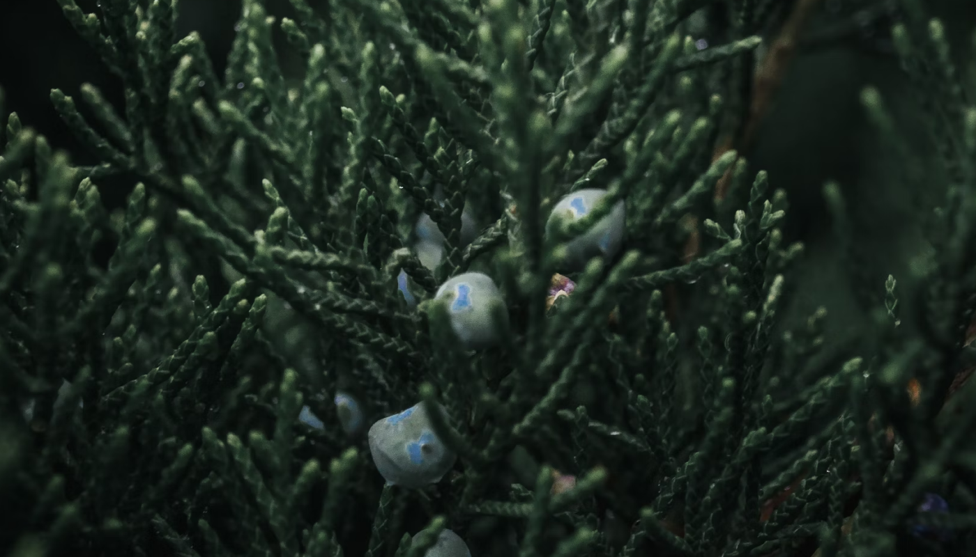 ほのかなスパイシーの香りが魅惑的な印象を♡