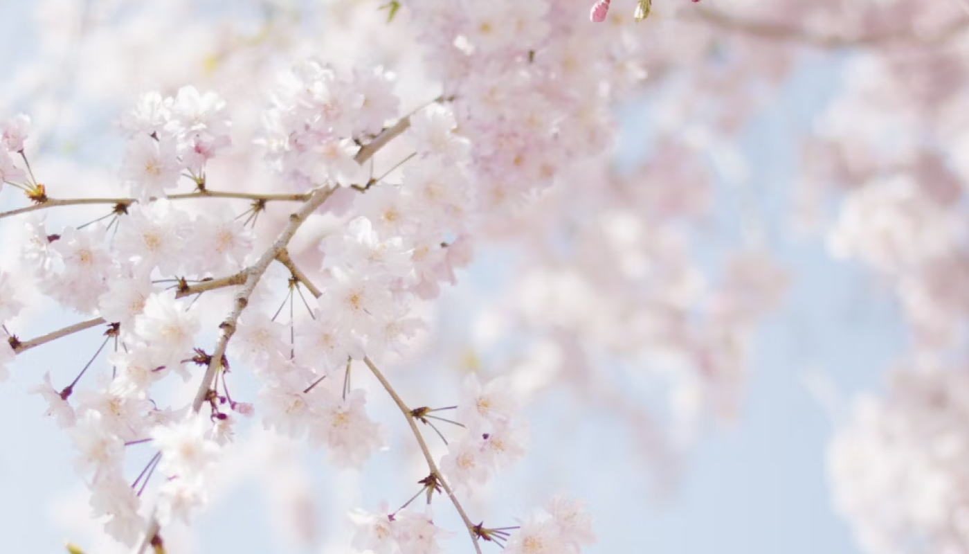 日本と海外では桜の香りが違う？