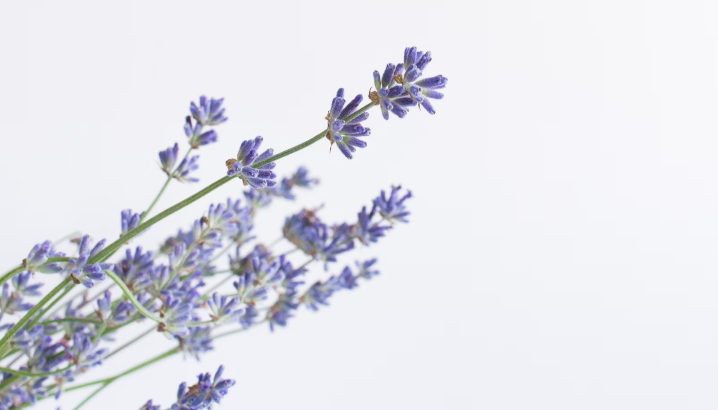 ラベンダーってどんな花？