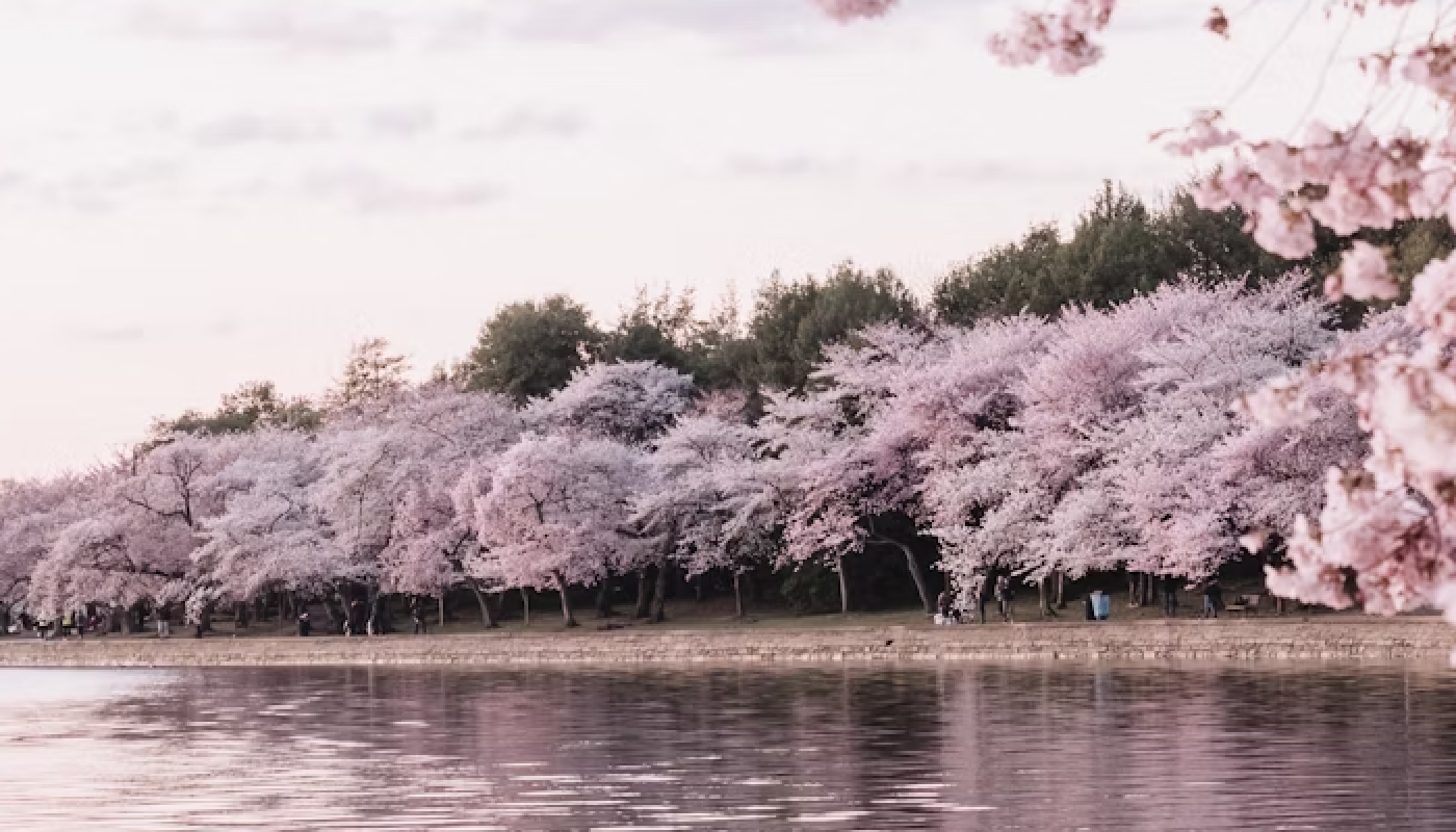 桜の繊細な香りを楽しもう♡
