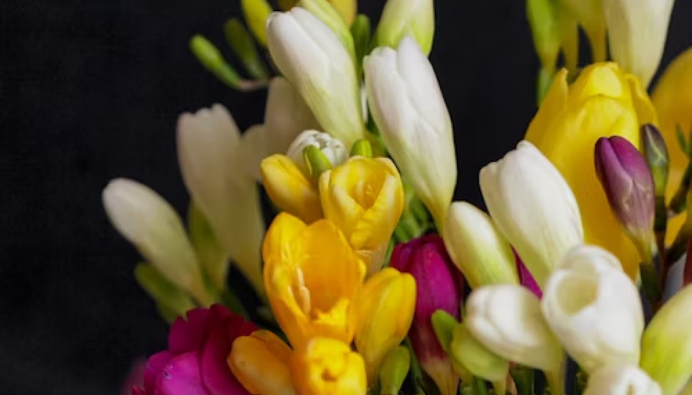 フリージアの花の色と花言葉