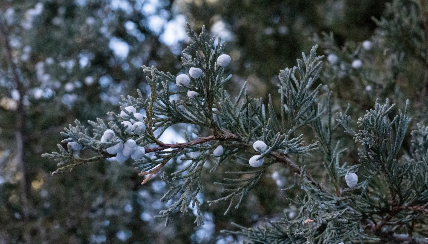 爽やかなウッディな香りが上品な印象を与える！