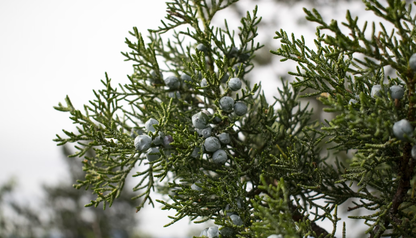 ジュニパーベリーに似ている香りは？