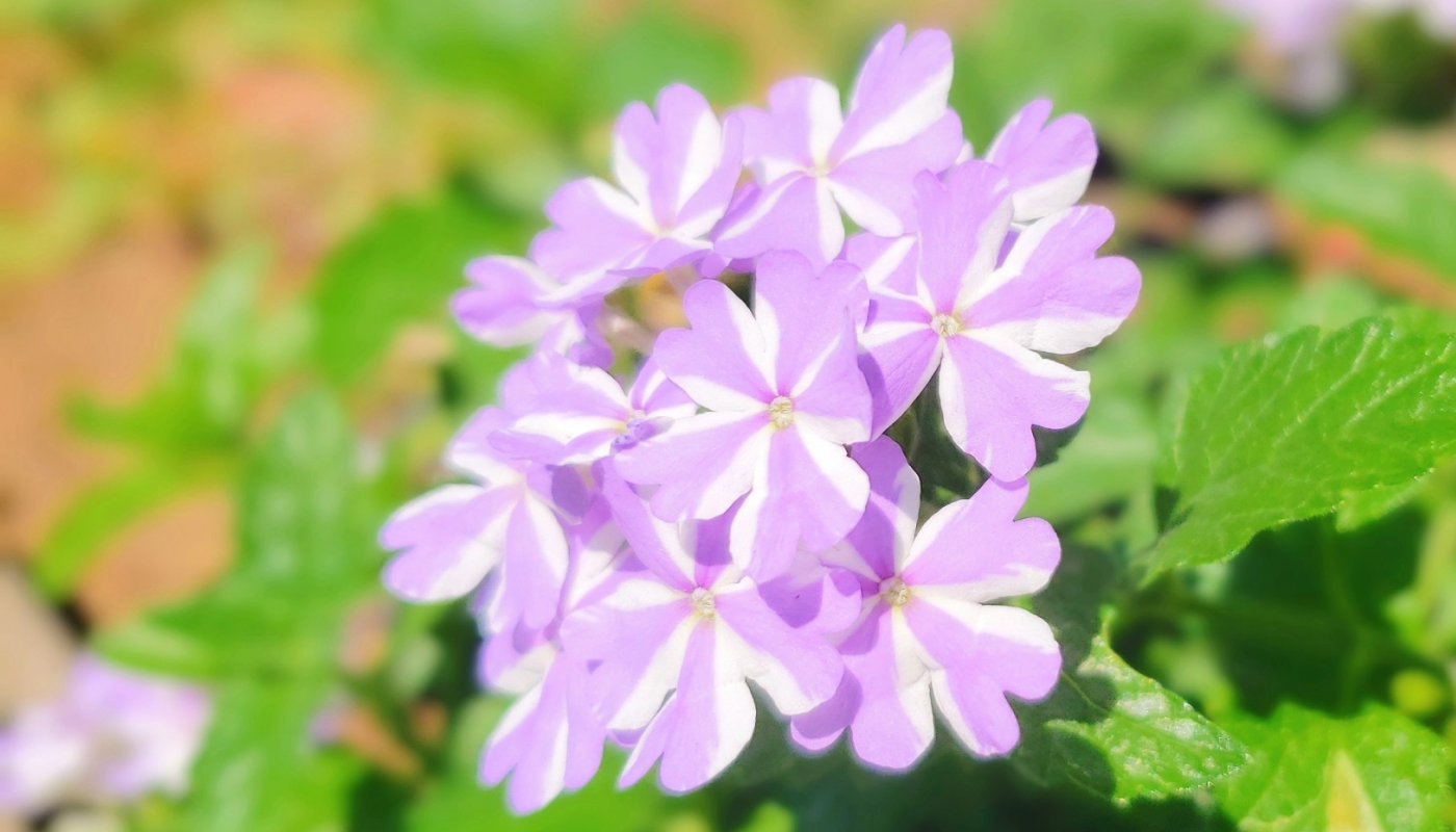 ヴァーベナの別名は「美女桜」