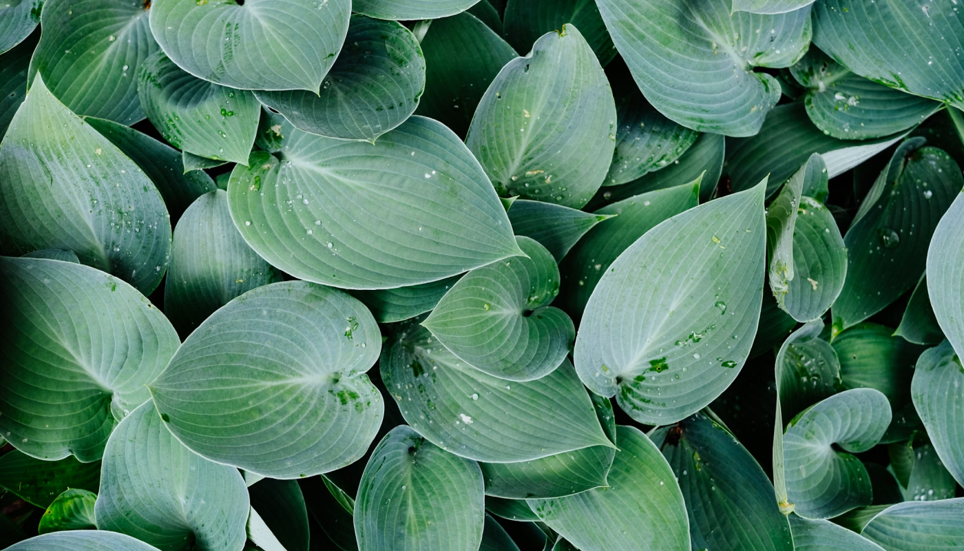 ②植物由来の界面活性剤が使われているか