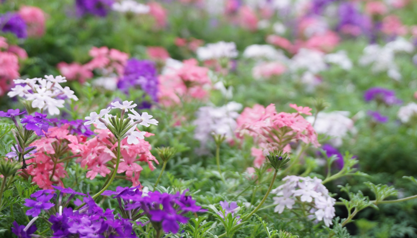 ヴァーベナの花言葉