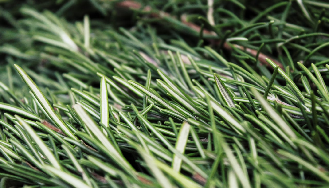 空気の浄化効果のあるハーブ系の香り