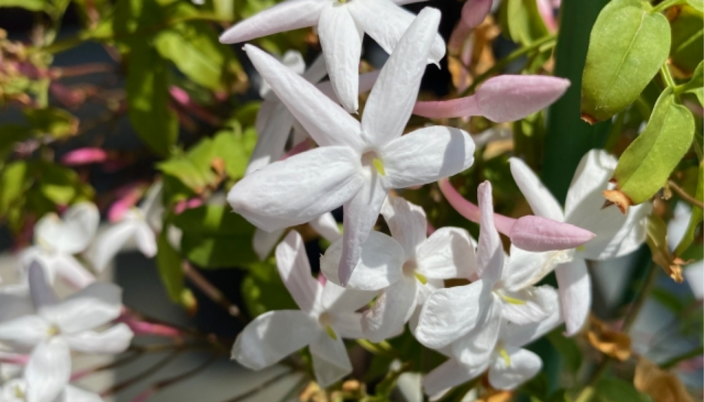 Q2|甘さはどこまでOK?「甘さ控えめ」寄りかを決める