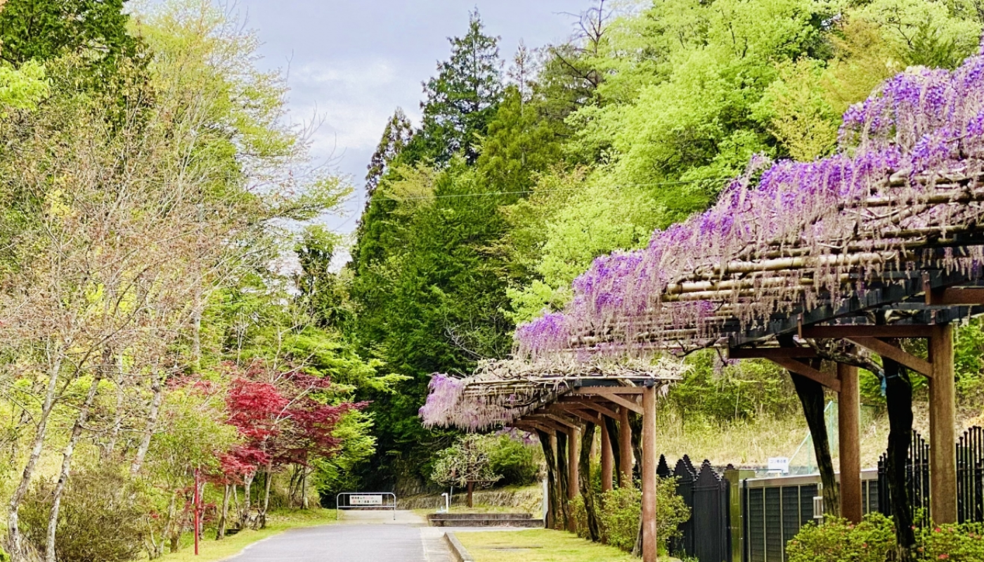 春にピッタリで優雅な藤の花の香りに癒されよう♡