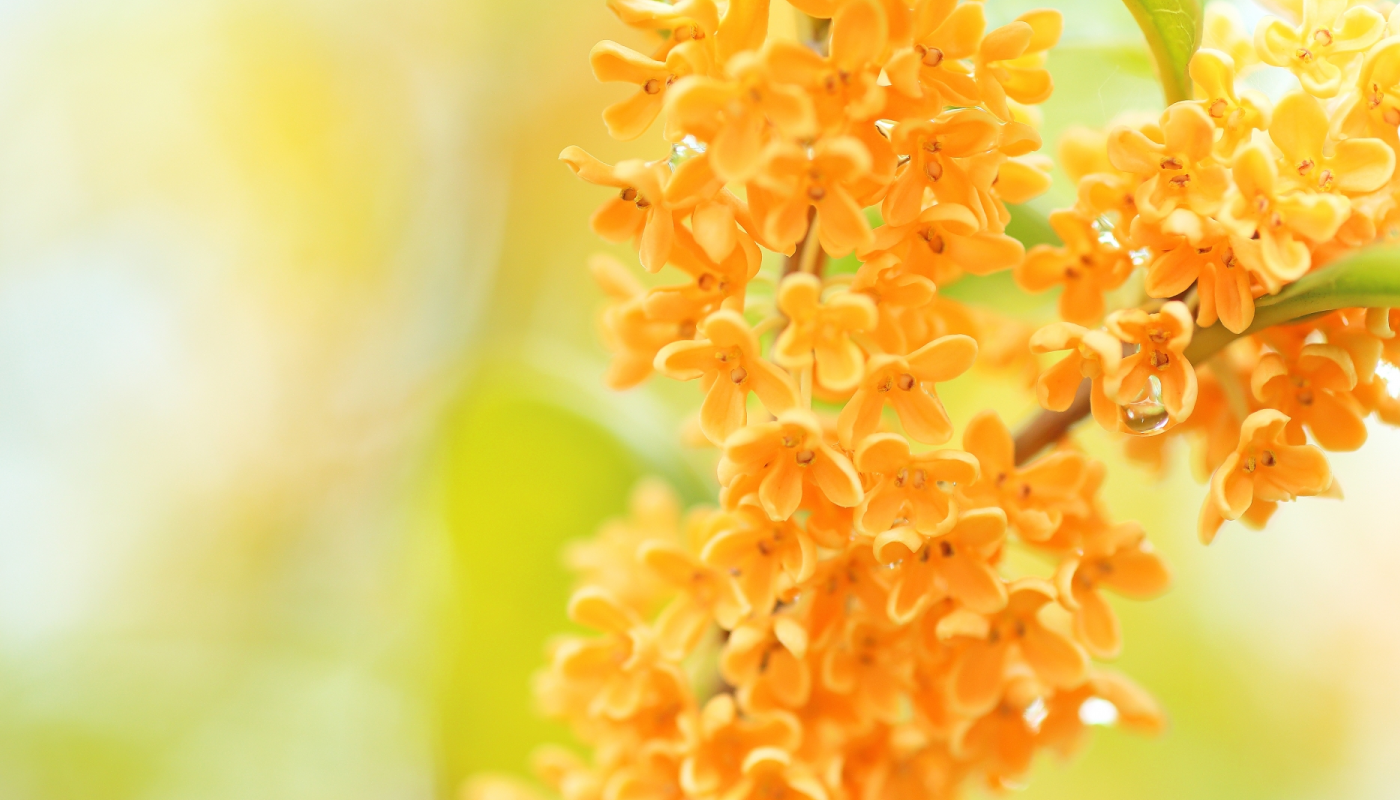 金木犀の花