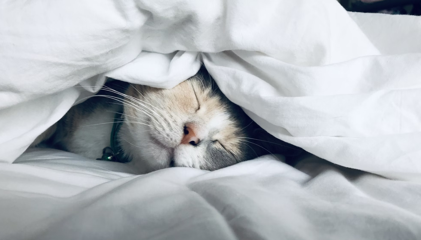 寝る前のリラックスタイムに