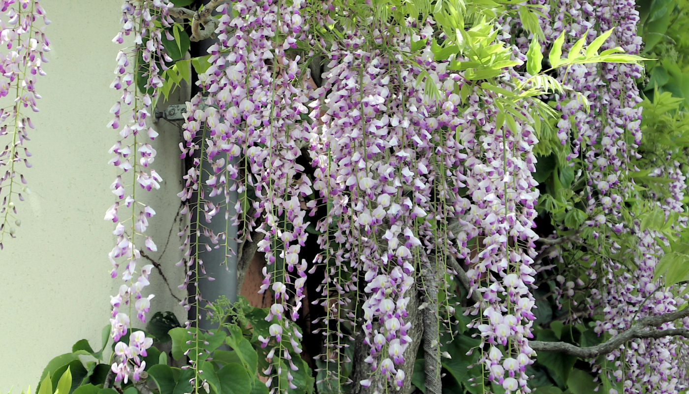 藤の花の香りがするフレグランスアイテム10選