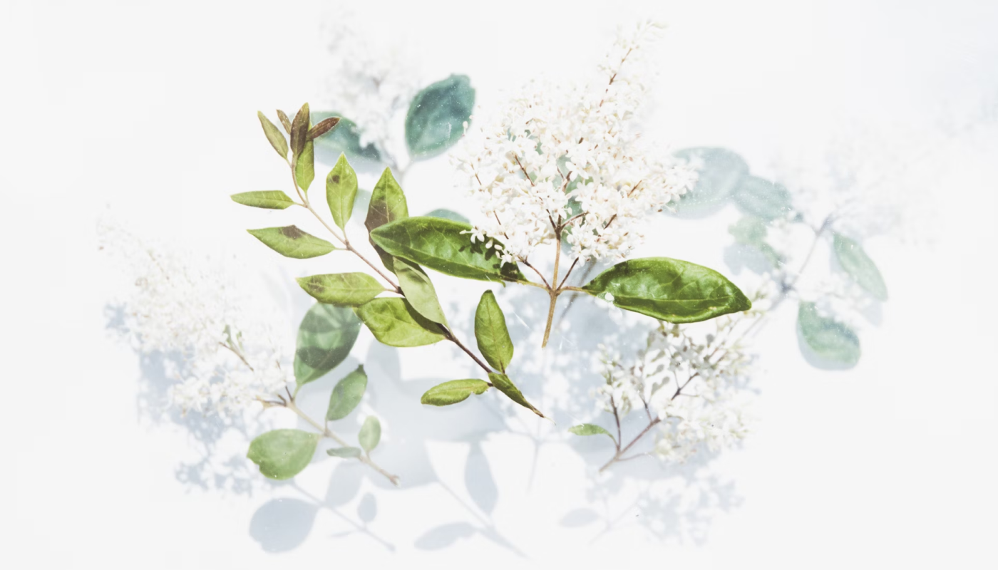 落ち着いた香りが好きなら→ハーブ・ウッディ系