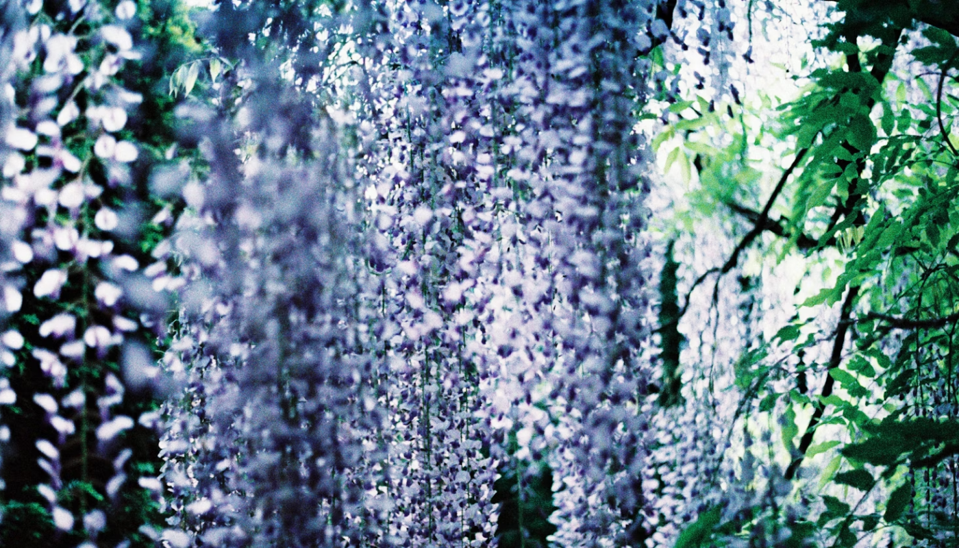 藤の花ってどんな花？