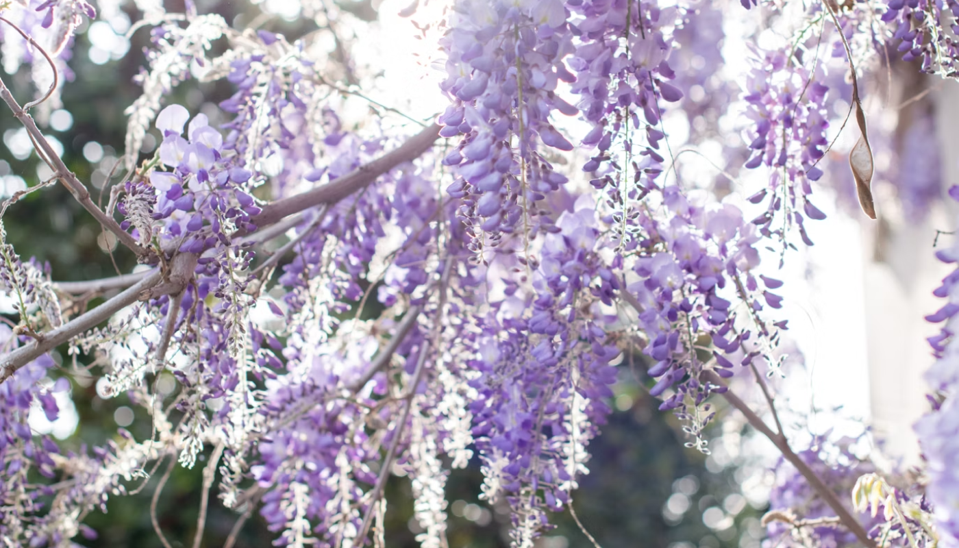 藤の花ってどんな香りがするの？