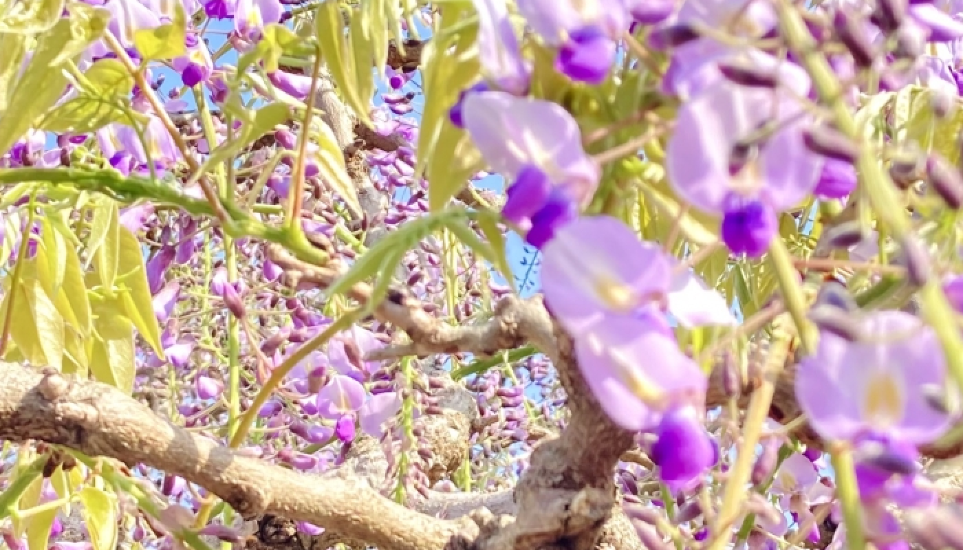 藤の花の香りに似ている花