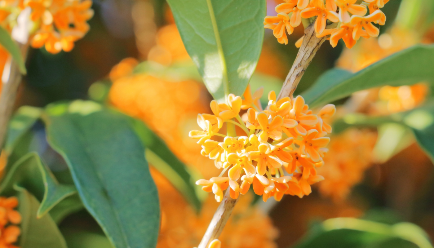 秋になったら金木犀の花をドライフラワーにしてみよう♡