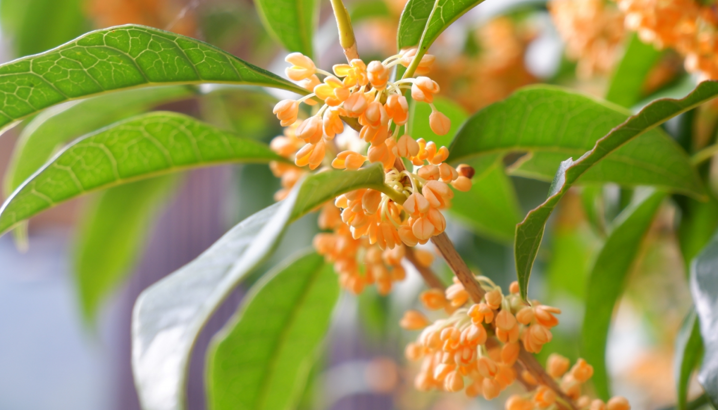 金木犀（キンモクセイ）ってどんな花？