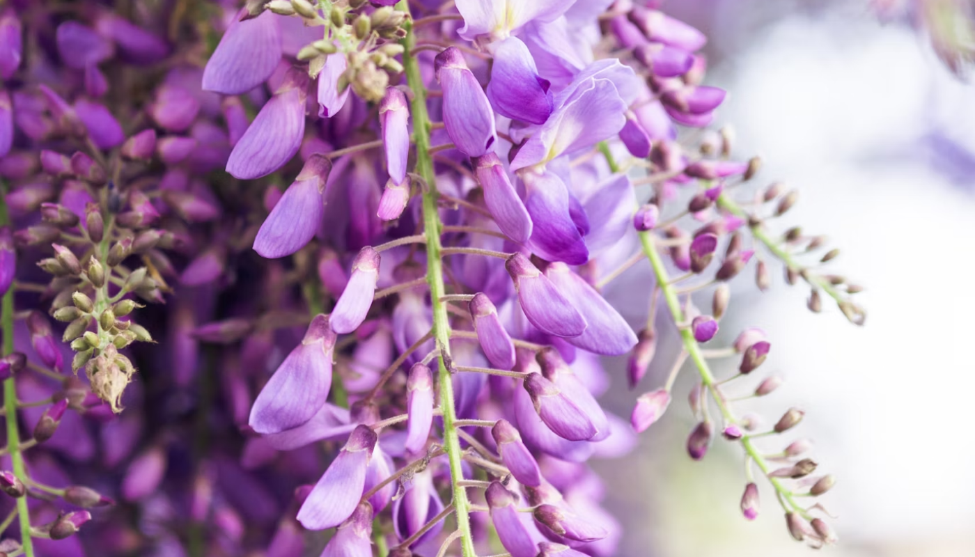 藤の花からの香料は採取がむずかしい？