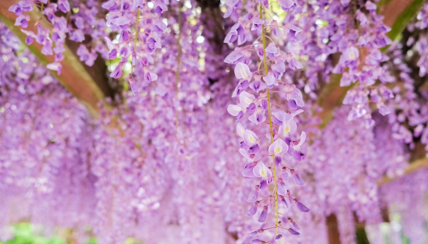 藤の花のイメージと花言葉