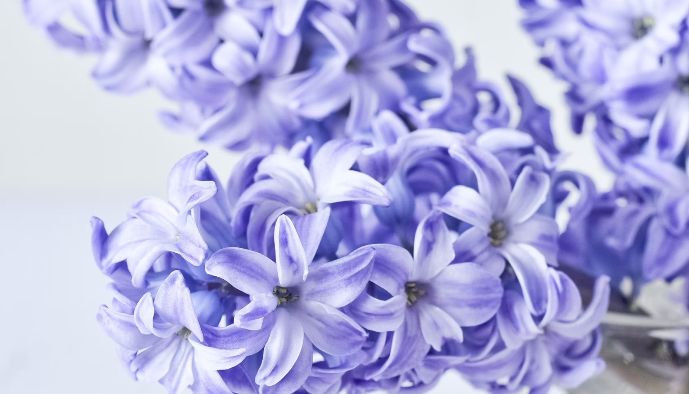 ヒヤシンスとはどんなお花？