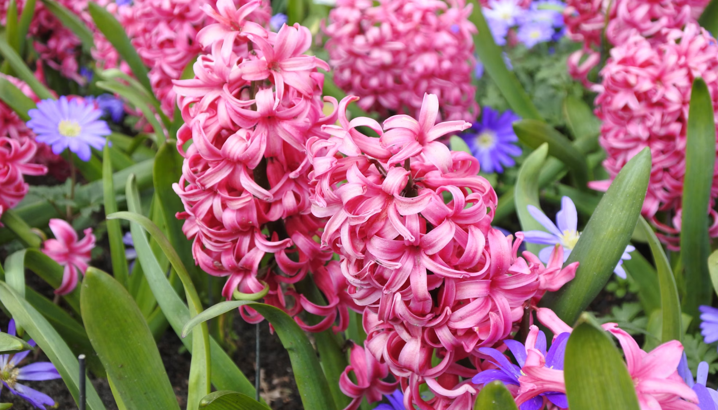 お花の色によって異なる！ヒヤシンスの花言葉をご紹介！
