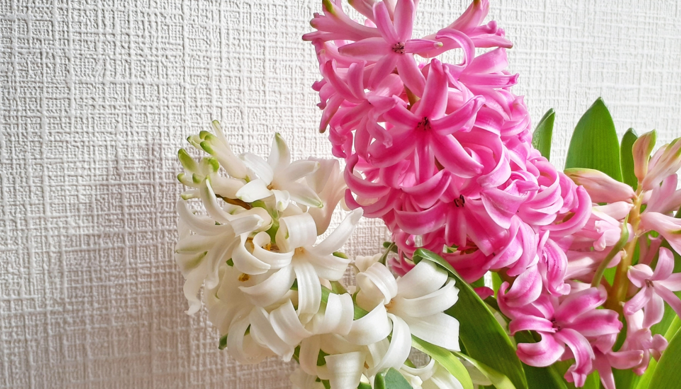 ヒヤシンスの開花時期は？