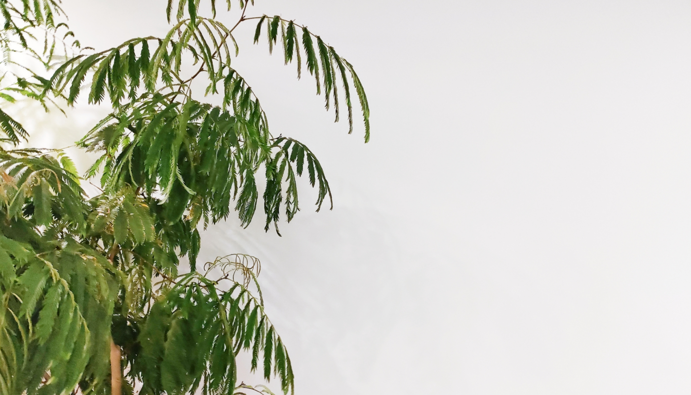 観葉植物を置く