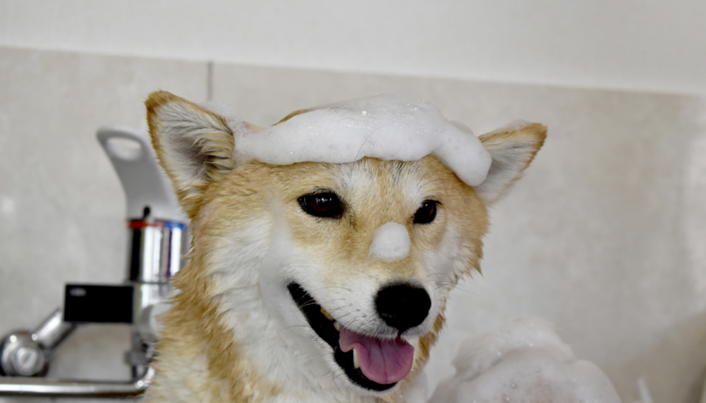 犬用シャンプーのおすすめの選び方