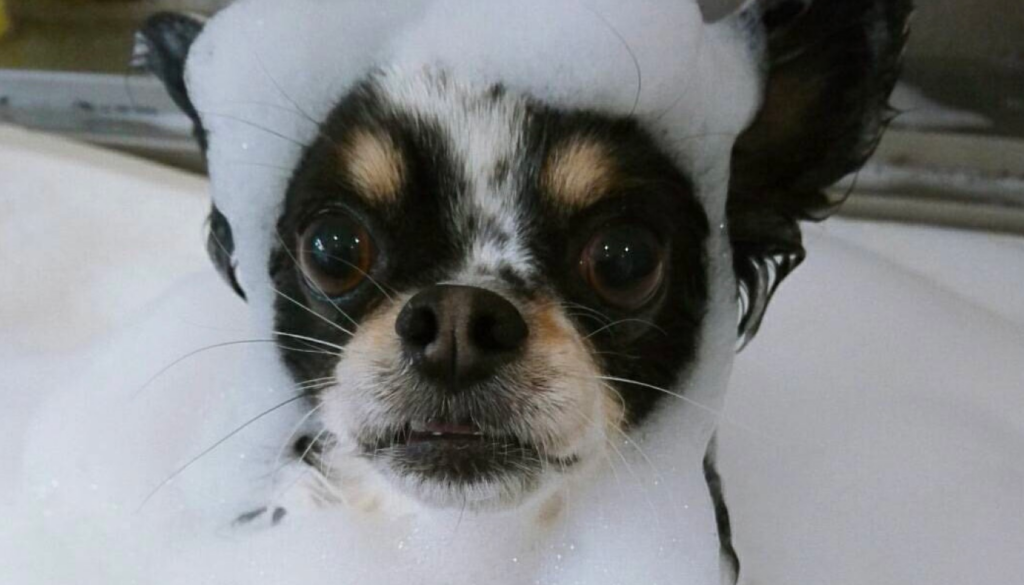 犬用シャンプーの特徴は？