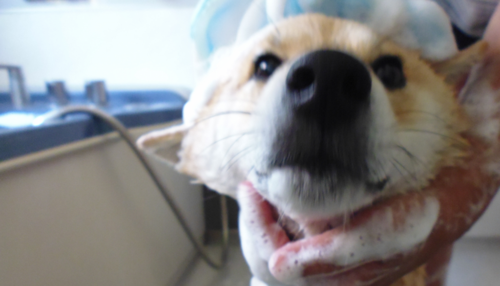 犬用シャンプーのおすすめを参考により良い愛犬ライフを♡