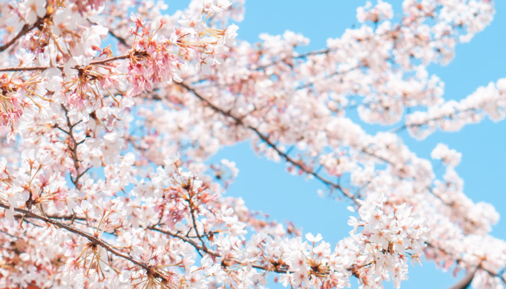 マスカットと桜の香り