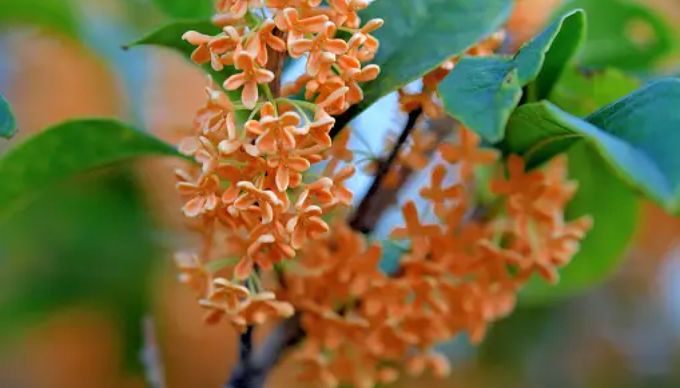 秋の香木：金木犀（キンモクセイ）