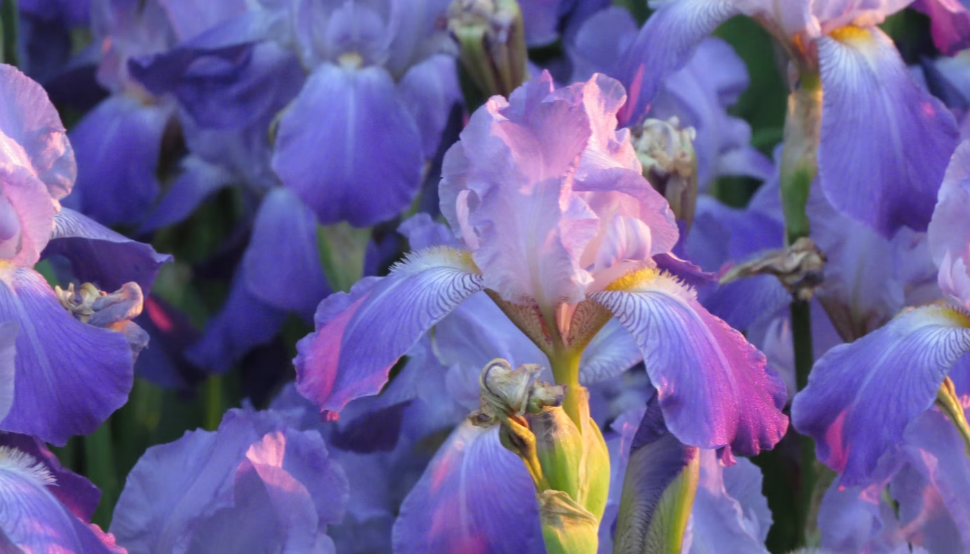 アイリスはどんなお花？