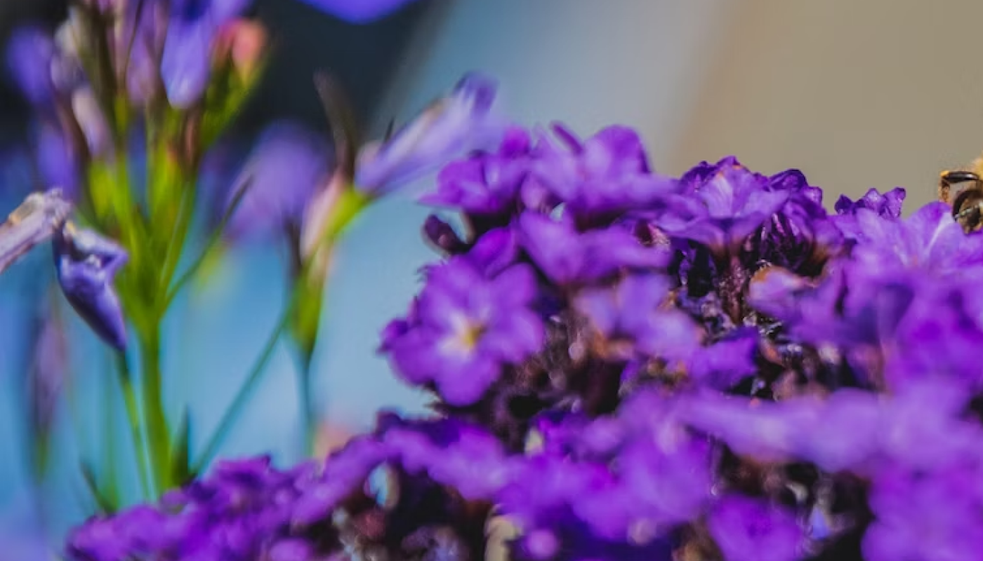 ヘリオトロープはどんなお花?