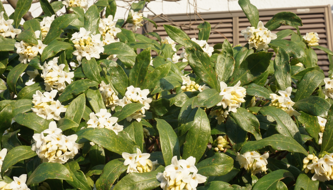 沈丁花（ジンチョウゲ）の香り
