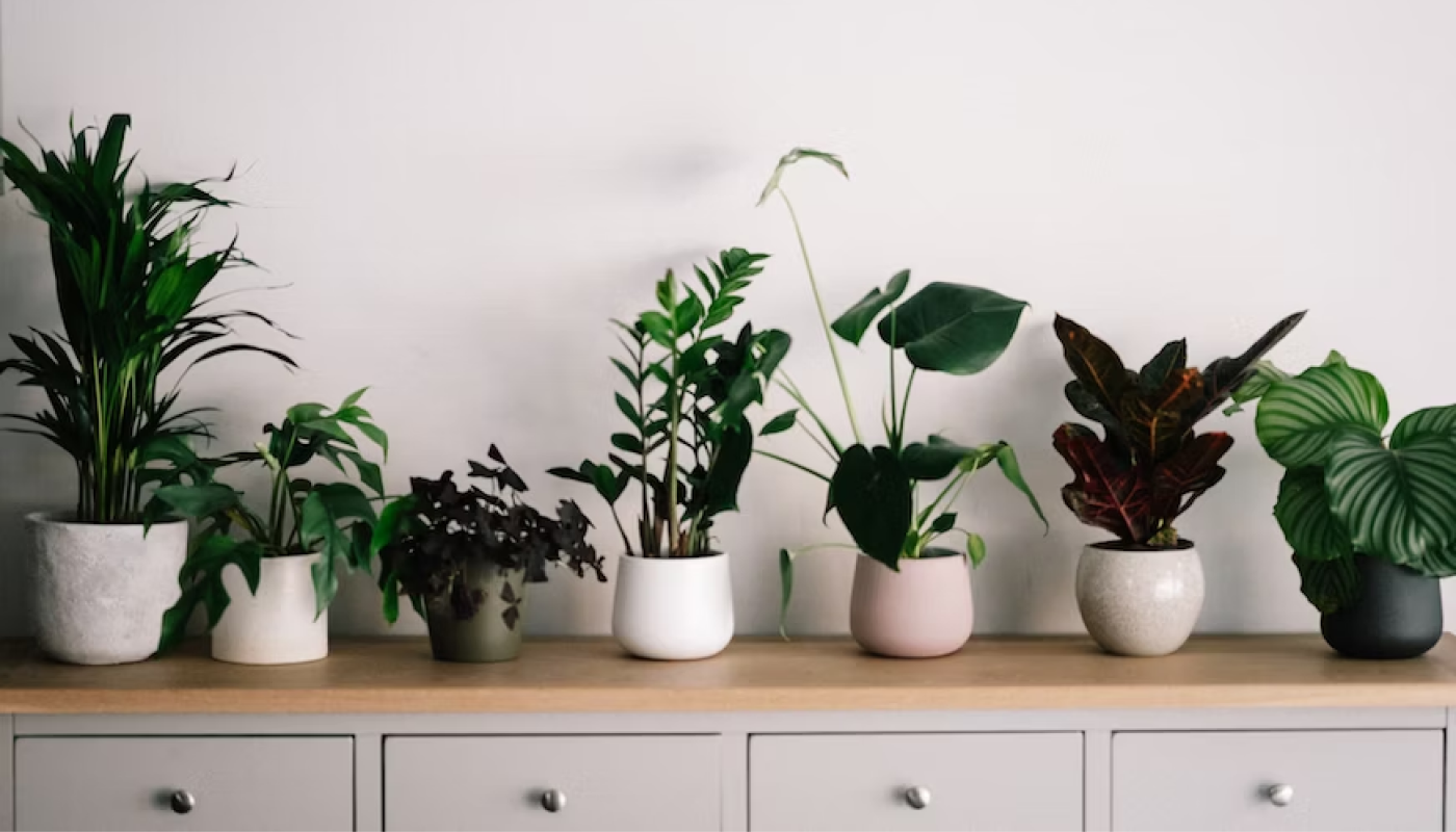 お家で植物を育てている